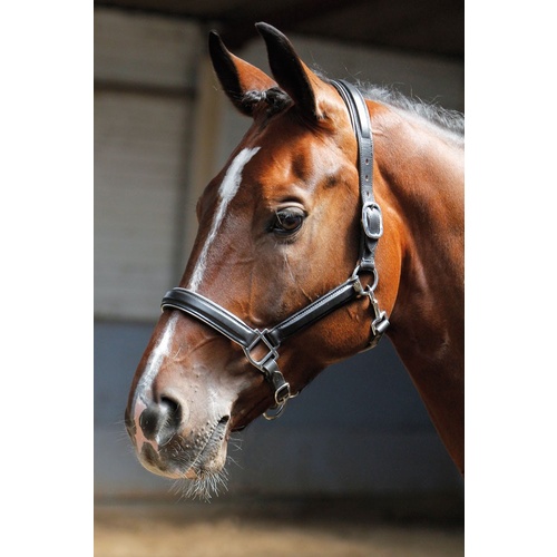 Harry's Horse Leather Head Collar/Headstall Black with Silver Piping Cob [Size: Cob]